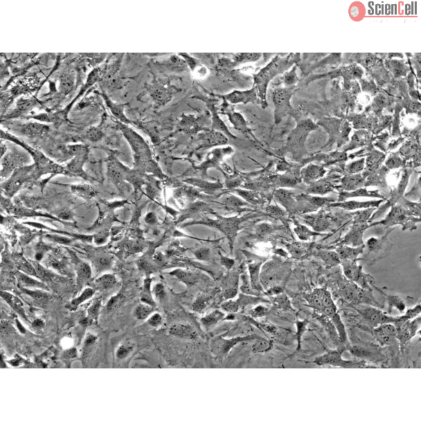 Mouse Astrocytes-spinal cord (MA-sc) - Phase contrast, 200x.
