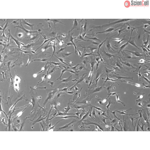 Mouse Dermal Fibroblasts (MDF) – Phase Contrast, 100x.