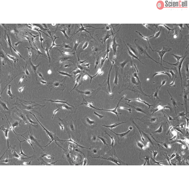 Mouse Dermal Fibroblasts (MDF)- Phase Contrast, 100x