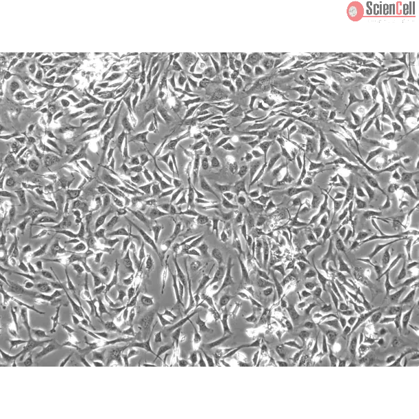Mouse Embryonic Fibroblasts (MEF) - Phase contrast, 100x.
