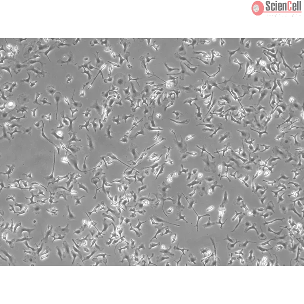 Mouse Hepatic Macrophages (MHMa)-Phase Contrast, 100x.
