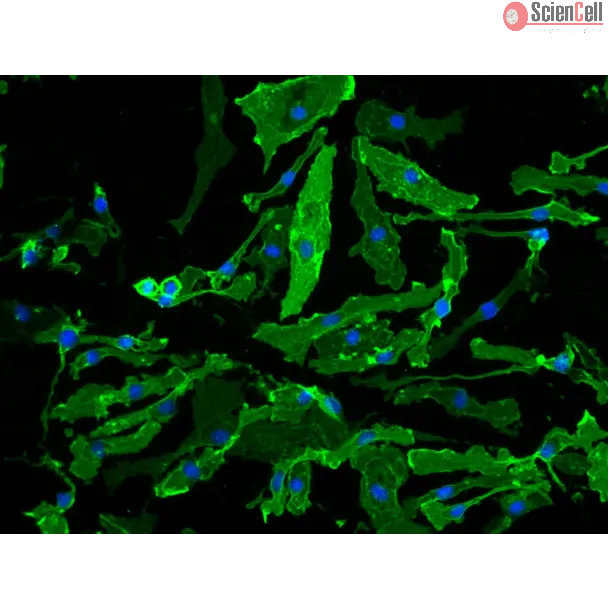 Mouse Microglia (MM) – Immunostaining for F4/80, 200x.
