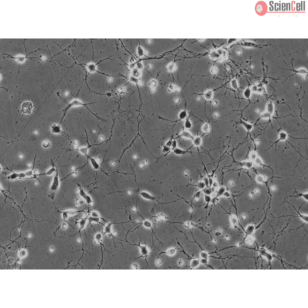 Mouse Neurons-hippocampal (MN-h) - Phase contrast, 200x.
