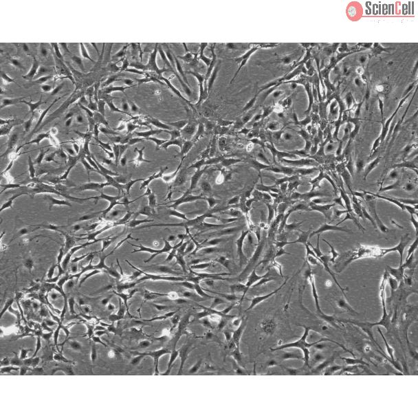 Mouse Pituitary Cells (MPC)-Phase Contrast, 100X