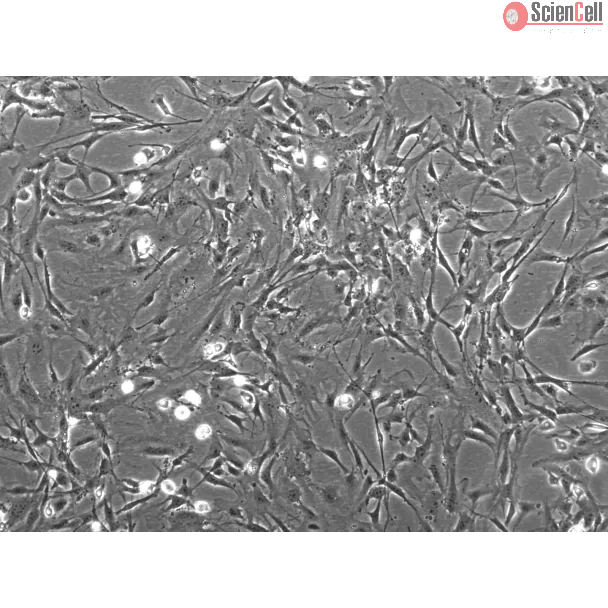 M3300 phase contrast 100x