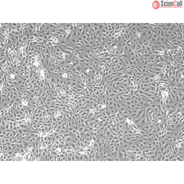 Mouse Renal Proximal Tubular Epithelial Cells (MRPTEpiC) - Phase contrast, 100x.
