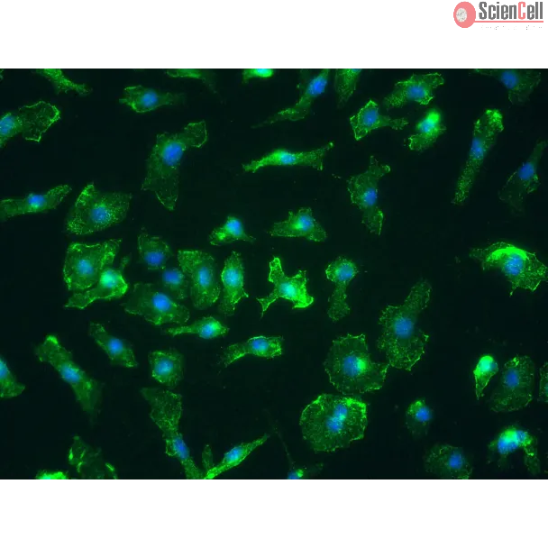 Mouse Splenic Macrophages (MSMa) – Immunostaining for CD11b, 400x

