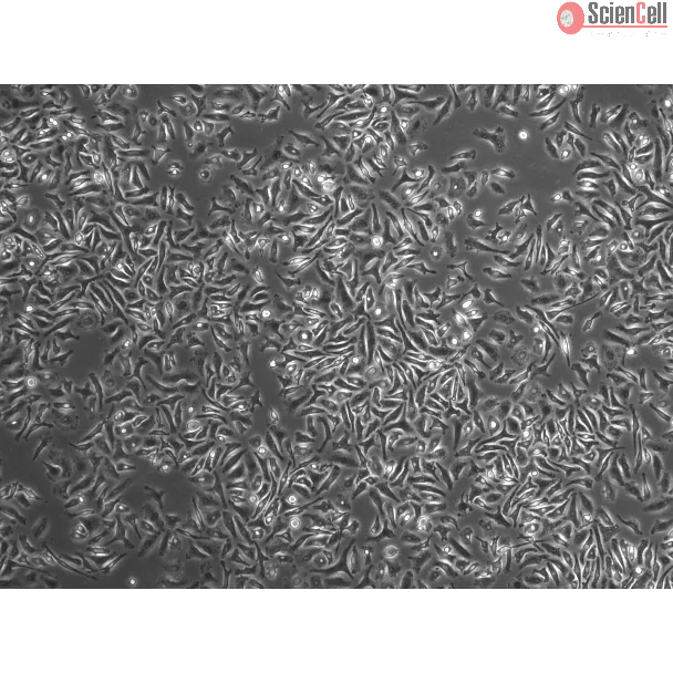 Mouse Splenic Macrophages (MSMa) – Phase Contrast, 200x
