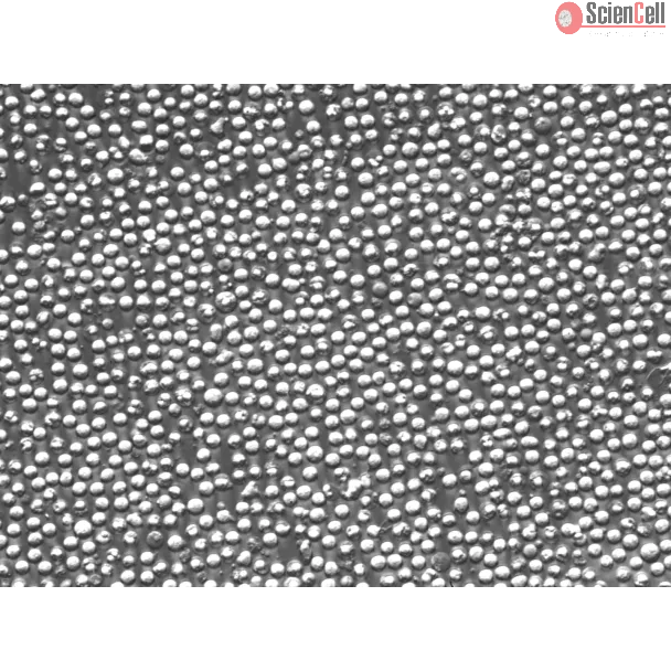 Mouse Splenocytes (MS) – Relief Contrast, 400x
