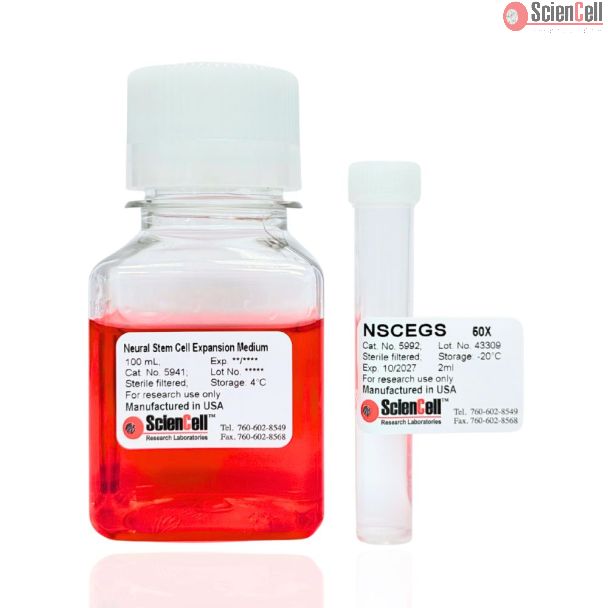 Neural Stem Cell Expansion Medium