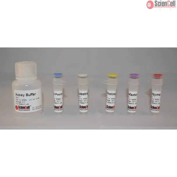 Phospholipase D Assay