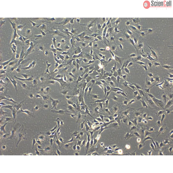 Rabbit Iris Pigment Epithelial Cells (RabIPEpiC)- Phase Contrast, 100x