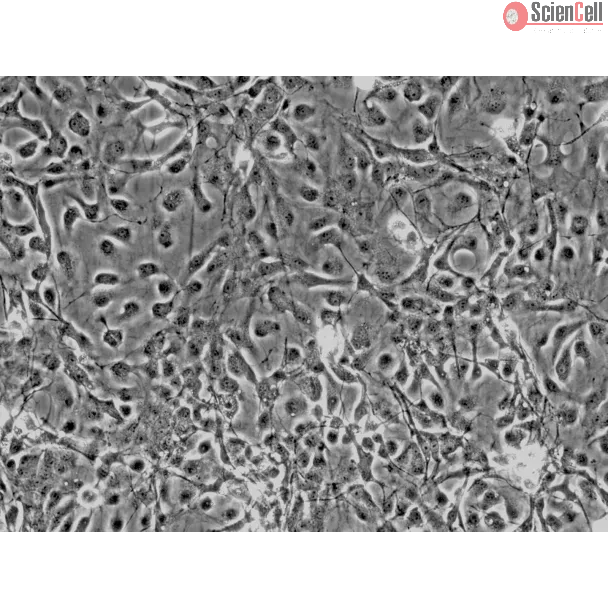 Rat Astrocytes-cerebellar (RA-c) - Phase contrast, 200x.
