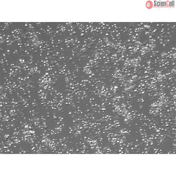 Rat Bone Marrow Mononuclear Cells (RBMMC)- Relief Contrast, 200x