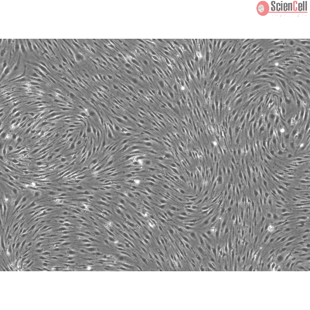 Rat Brain Microvascular Endothelial Cells - Phase contrast, 100x.
