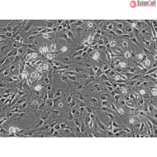 Rat Dermal Fibroblasts (RDF) - Phase contrast, 100x.
