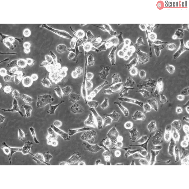 Rat Hepatic Macrophage (RHMa) - Phase contrast, 200x.
