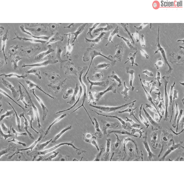 Rat Macrophage (RMa-bm) - Phase contrast, 200x.
