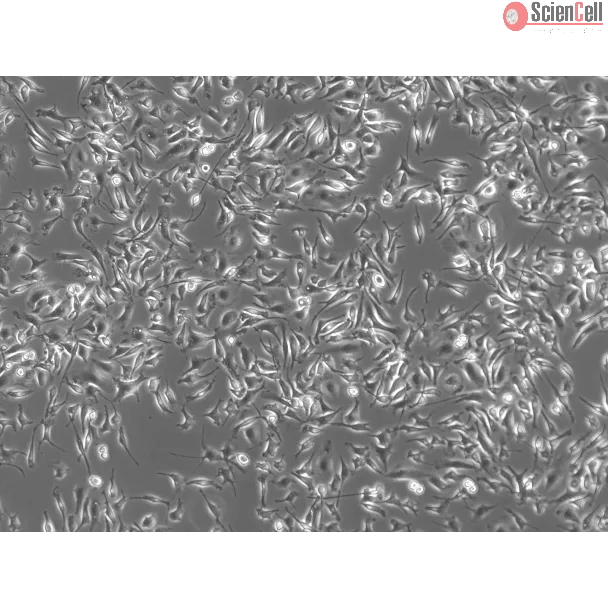 Rat Pulmonary Alveolar Macrophages (RPAMa) - Phase contrast, 100x
