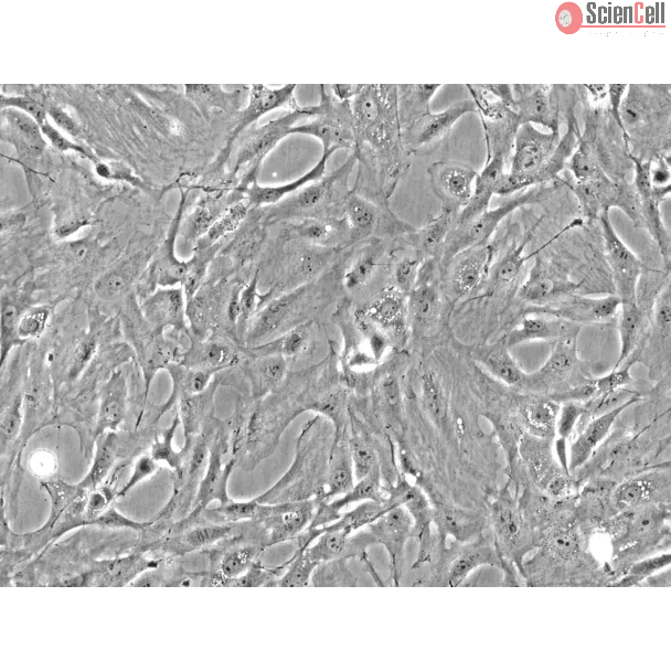 Rat Pulmonary Fibroblasts (RPF) - Phase contrast, 200x.
