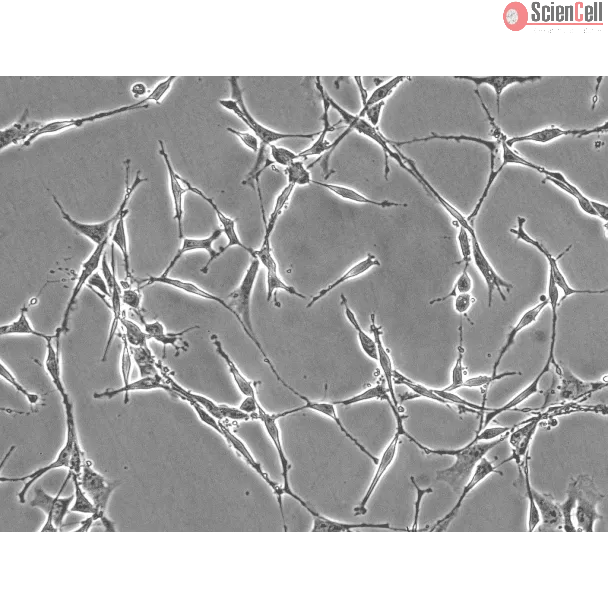 Rat Schwann Cells (RSC) - Phase contrast, 200x.

