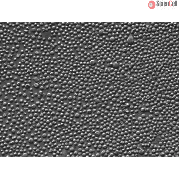 Rat Splenocytes (RS) – Relief contrast, 400x
