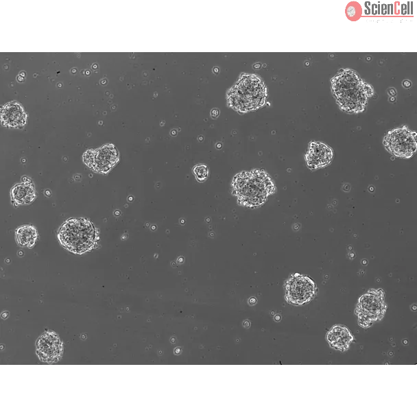 A. Ready-to-use 3D human BBB spheroids at 48 hours after thawing
