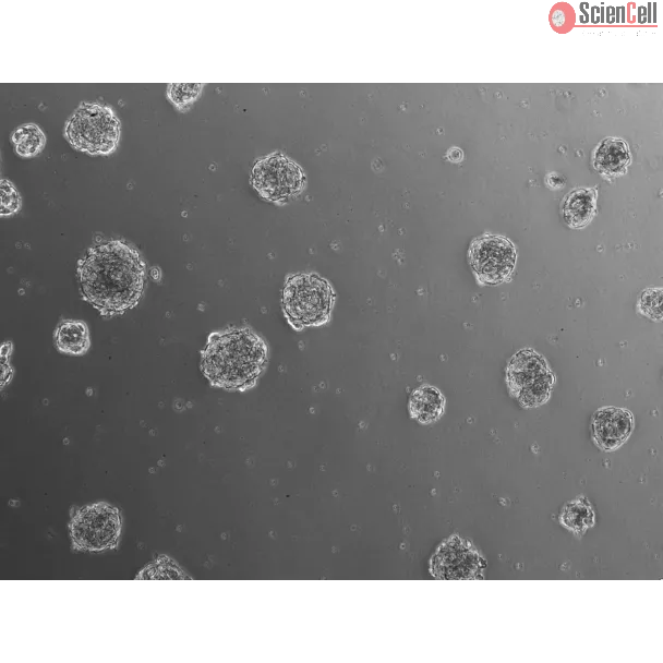 Ready-to-use 3D chondrocyte spheroids at 24 hours after thawing