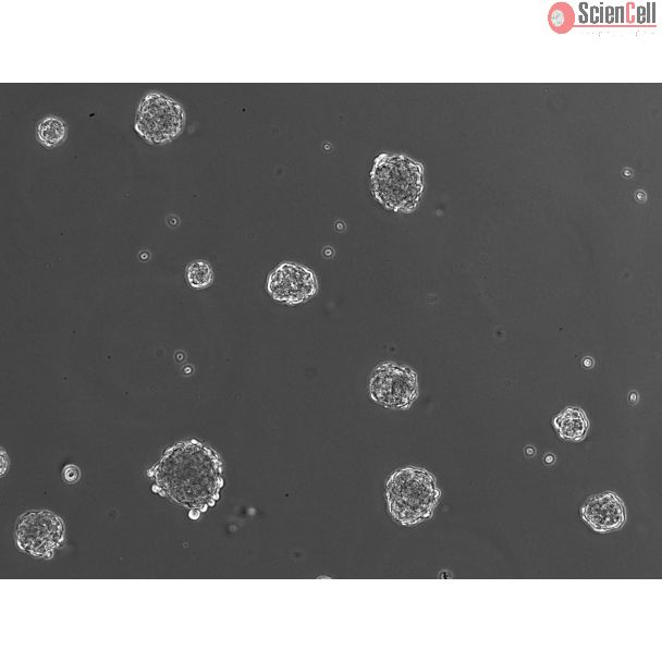 Ready-to-use 3D HSC spheroids at day 1 post thawing