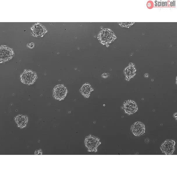 3D human renal proximal tubular epithelial spheroids at day 1 post thawing