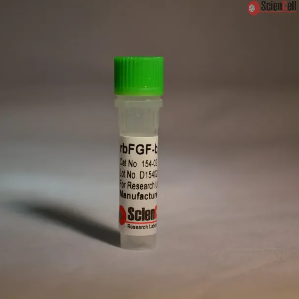 Recombinant Bovine Fibroblast Growth Factor-basic