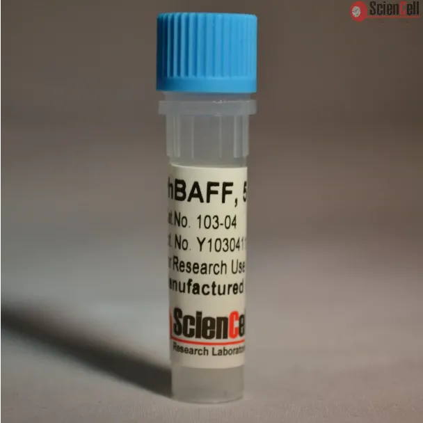 Recombinant Human B Cell Activating Factor 