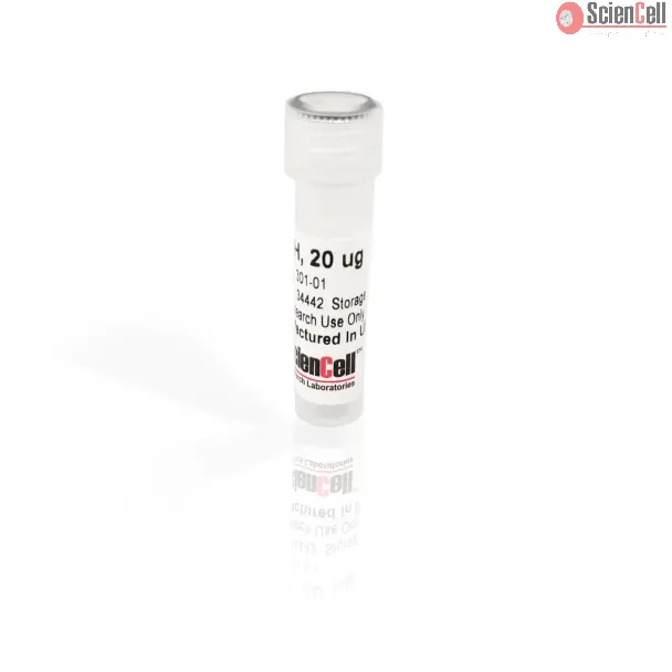 Recombinant Human Growth Hormone (rhGH)