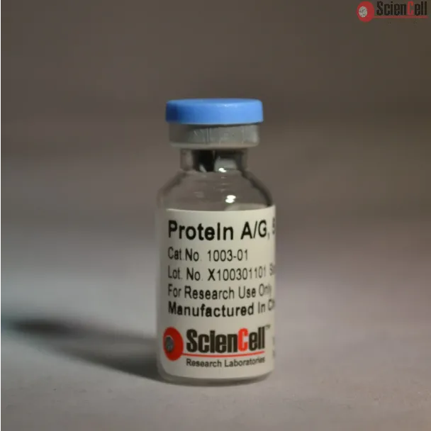 Recombinant Protein A/G