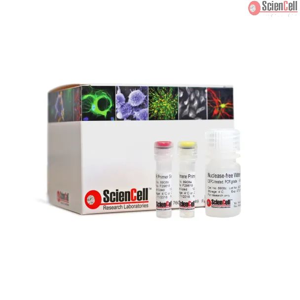 Relative Mouse Telomere Length Quantification qPCR Assay Kit