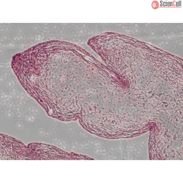 Safranin O Staining Kit