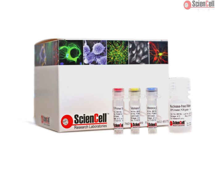 Absolute Mouse Telomere Length Quantification qPCR Assay Kit
