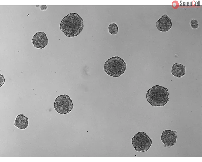 At days 3, 3D chondrocyte spheroid taken at 100X magnification.
