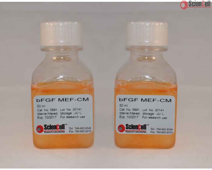 bFGF-Stimulated Mouse Embryonic Fibroblast Conditioned Medium