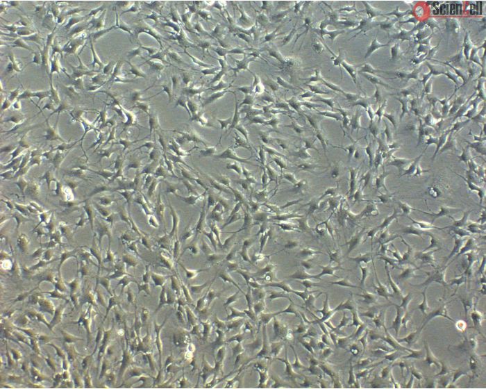 Bovine Meningeal Cells (BMC)-Phase Contrast, 100X