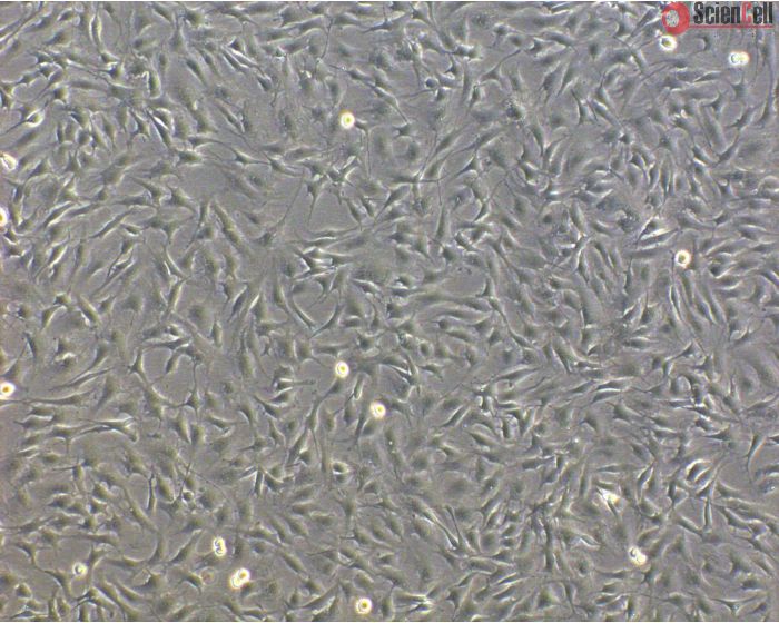 Bovine Oral Fibroblasts (BOF) - Phase Contrast, 100X