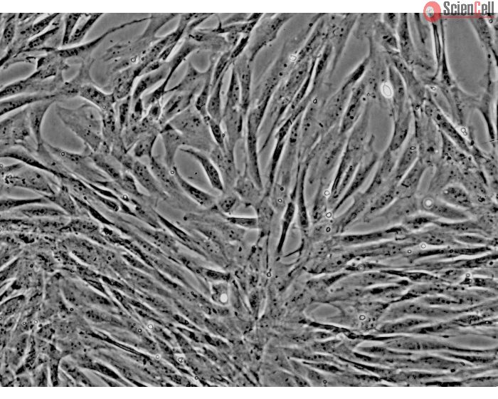 Dog Mesenchymal Stem Cells-adipose (DMSC-ad) - Phase contrast