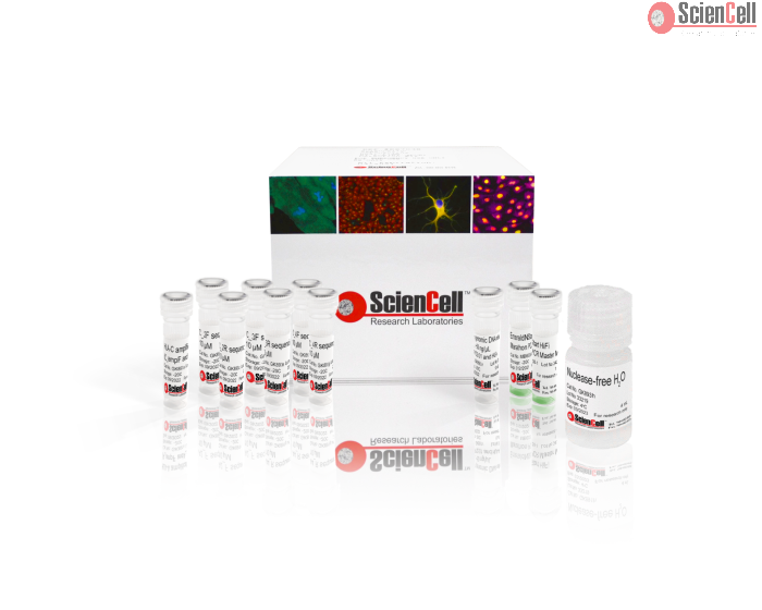 GeneQuery™ HLA-C PCR+Sanger SBT Typing Kit 