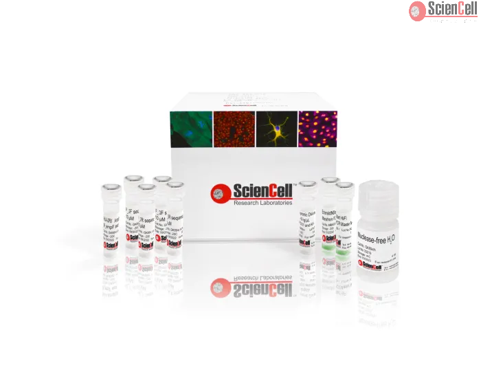GeneQuery™ HLA-DPB1 PCR+Sanger SBT Typing Kit 