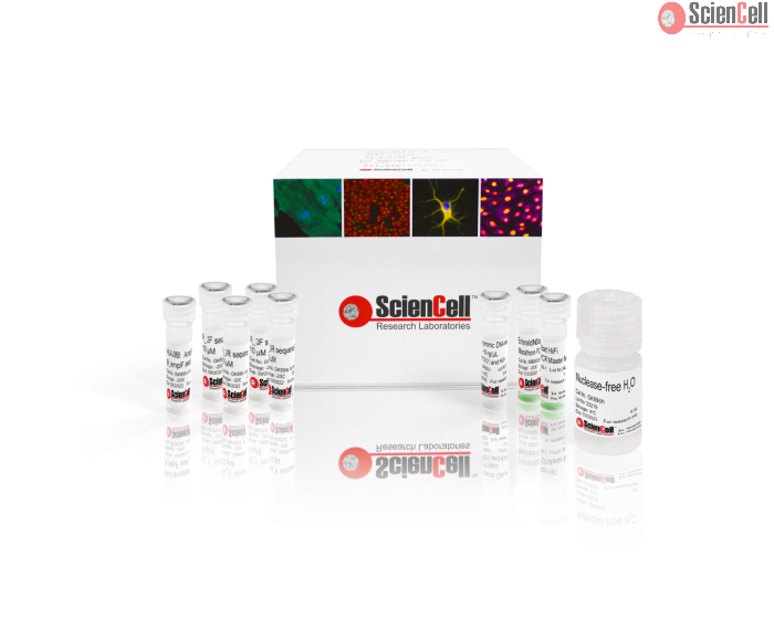 GeneQuery™ HLA-DRB1 PCR+Sanger SBT Typing Kit 