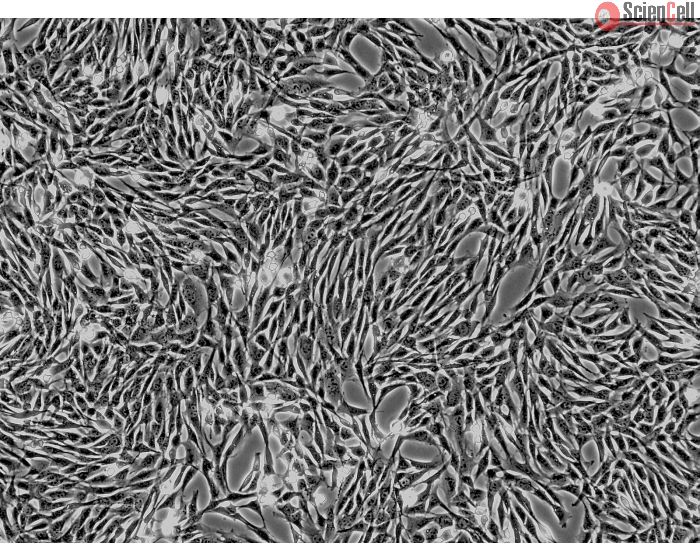 Horse Mesenchymal Stem Cells-adipose (HNSC-ad) - Phase Contrast 100X