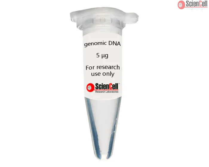 Human Adrenal Fibroblast Genomic DNA