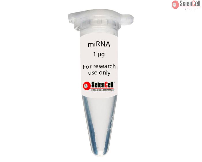 Human Adrenal Fibroblast MicroRNA 
