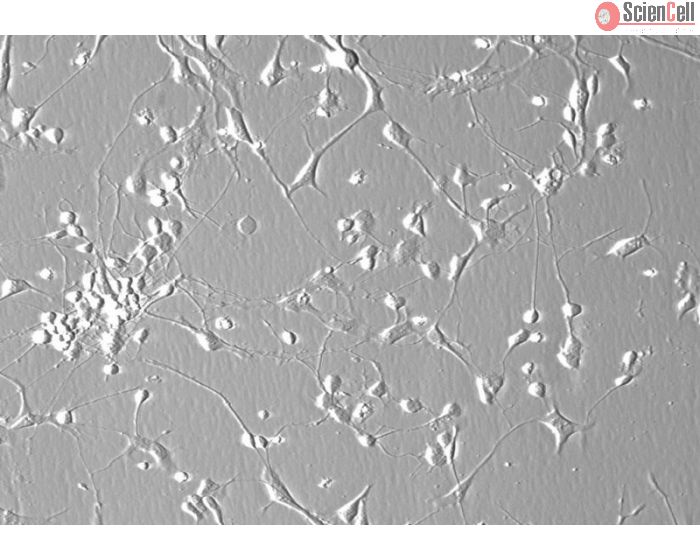 Human Cerebellar Granule Cells (HCGC) - Phase contrast