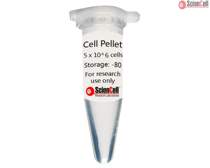 Human Colonic Microvascular Endothelial Cell Pellet
